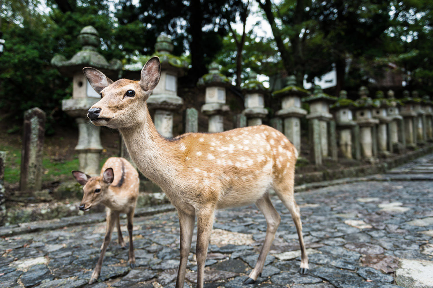 鹿仙貝早在300多年前就已存在！為什麼日本奈良有這麼多鹿？1.jpg