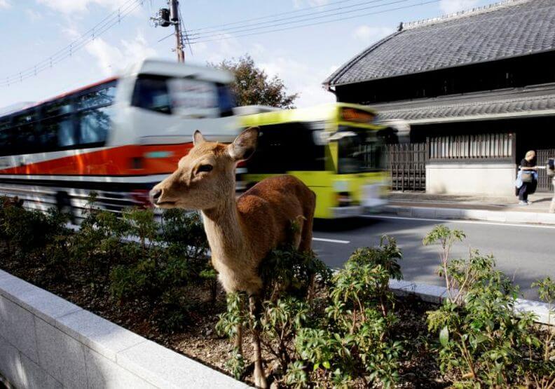 遊客驟減、沒鹿餅可吃！日本奈良鹿群異常消瘦-沒了人為干擾，梅花鹿開始正常自然飲食(3).jpg