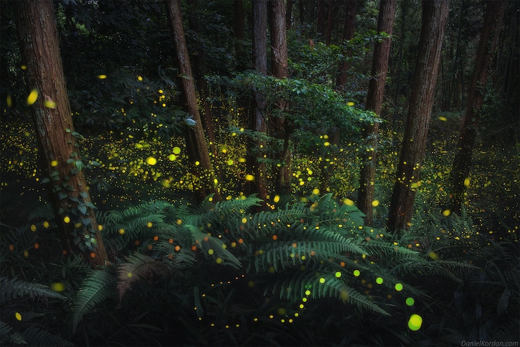 攝影師Daniel_Kordan_：讓螢火蟲的琉璃光氤氳漫起(3).jpg