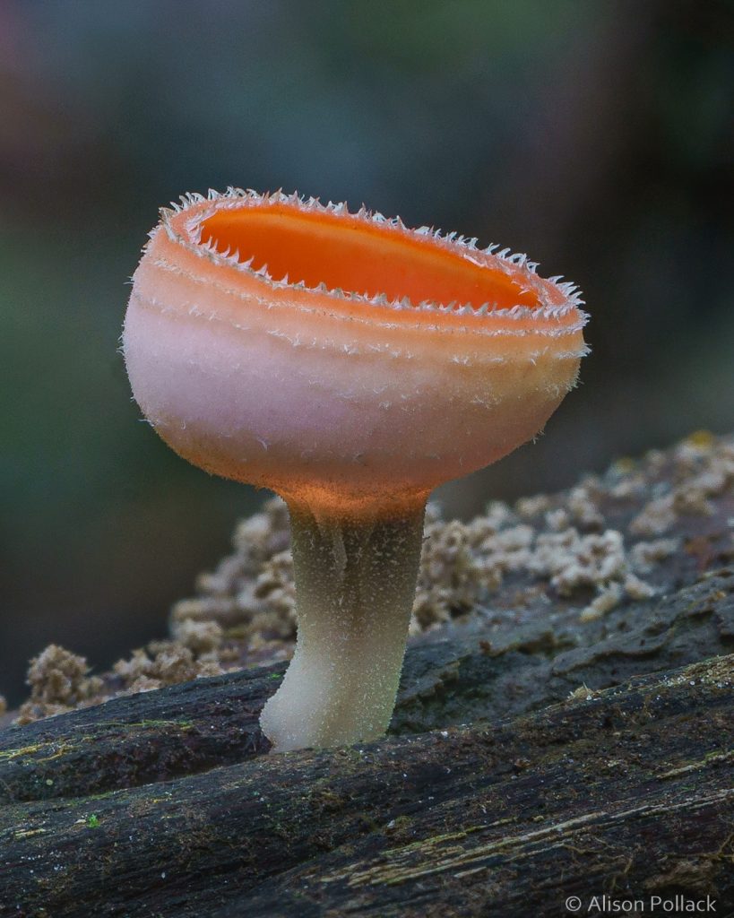 超微距攝影拍出蘑菇與粘菌的花花世界–Alison_Pollack_(8).jpg