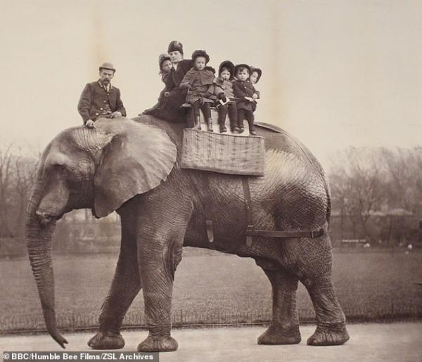 太悲傷！迪士尼《小飛象》真正歷史原型　被譽為「世界上最著名大象」卻度過最悽慘的一生⋯_(3).jpg