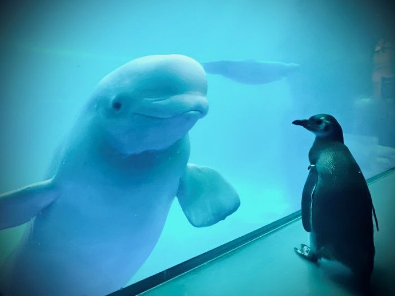 人類遊客驟減！美國水族館放出小企鵝當「觀光客」，與白鯨初次見面時刻超驚奇！_(1).jpg
