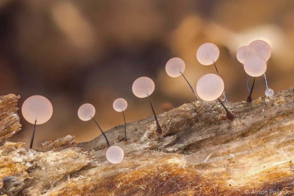 超微距攝影拍出蘑菇與粘菌的花花世界–Alison_Pollack_(4).jpg