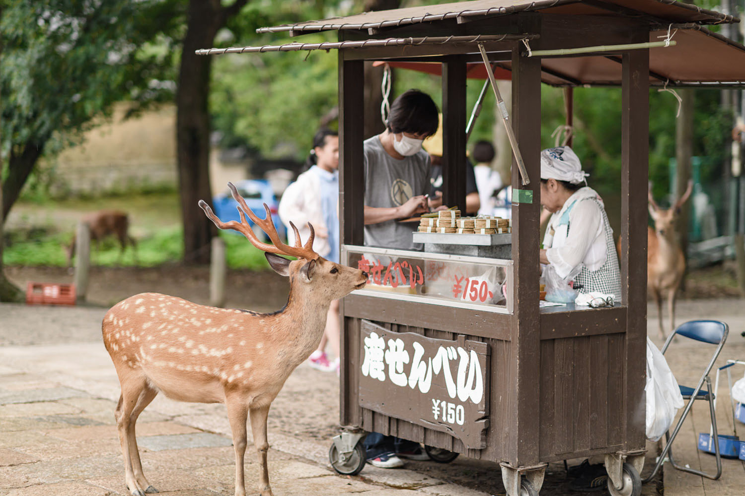 鹿仙貝早在300多年前就已存在！為什麼日本奈良有這麼多鹿？5.jpg