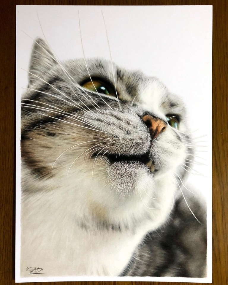 色鉛筆畫出來的照片！日本藝術家工藤陽輝的超寫實貓咪繪畫(7).jpg